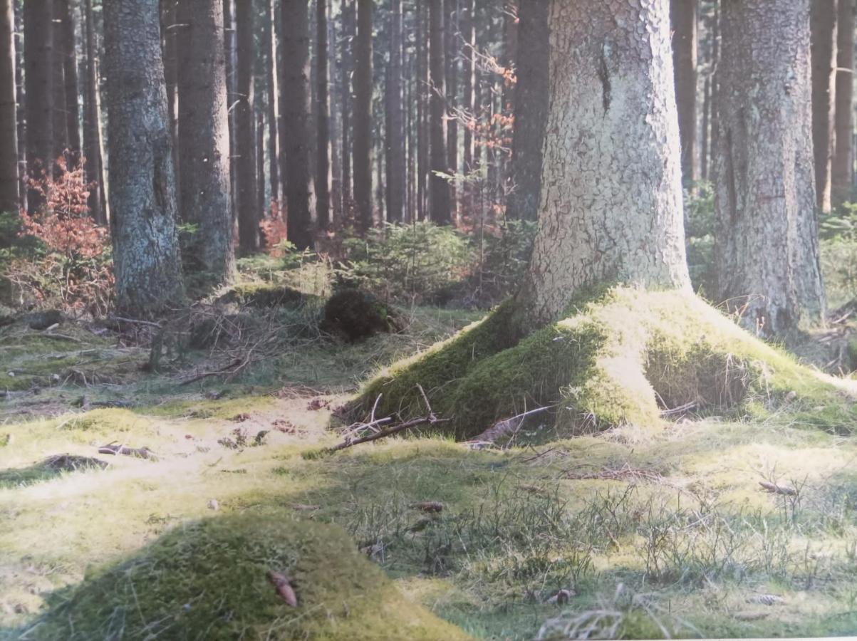 Apartmán Ferienresidenz Wurmbergblick Braunlage Exteriér fotografie